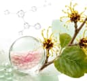 Hamamelis