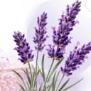Lavanda