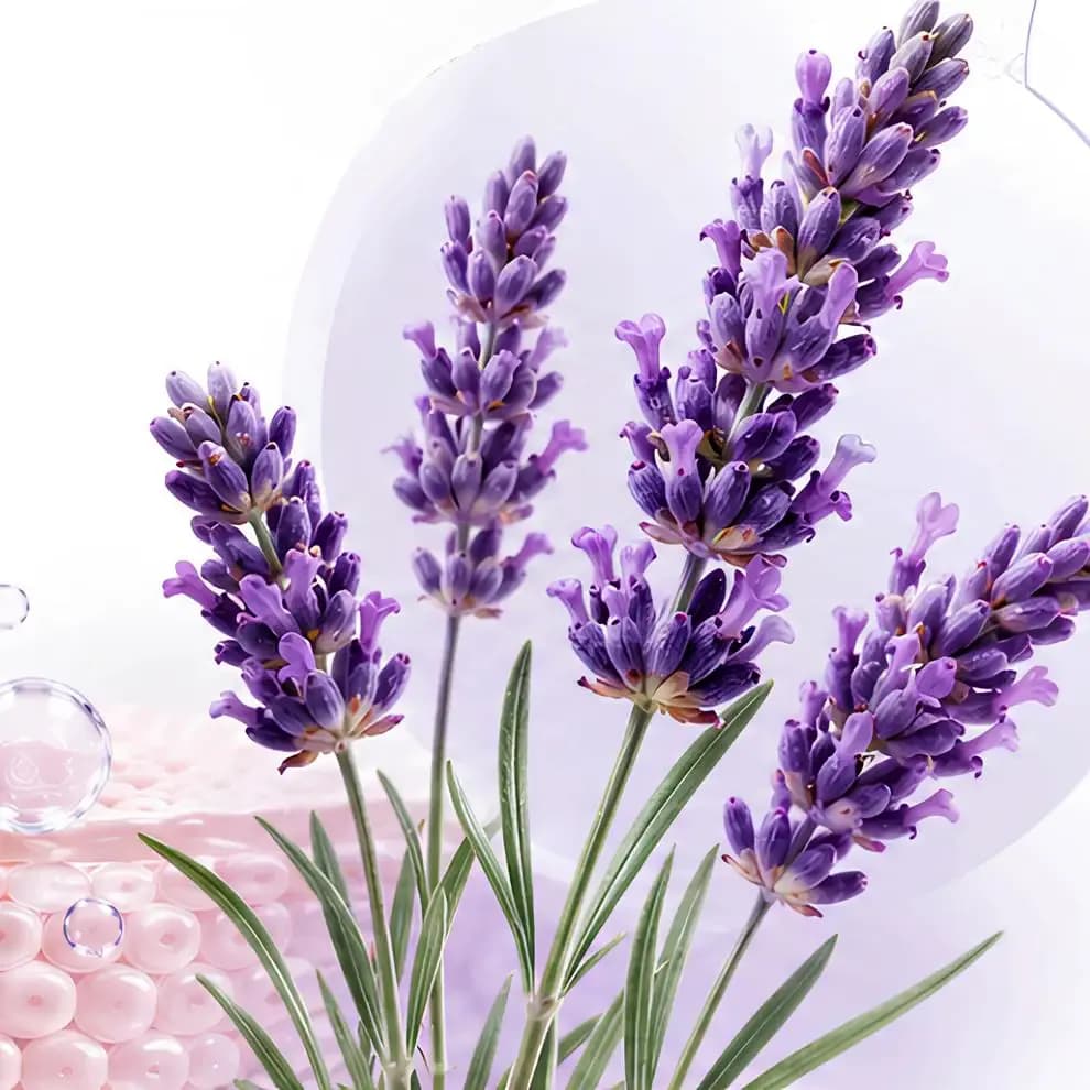 Lavanda
